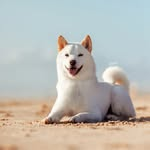 Yuki profile